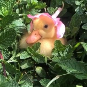 Meet your Posher, Echo